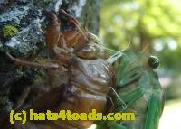 /home//u458753944/public_html/sourcegallery//////////Insects and small critters/aphids cicadas lanternflies and true bugs (Hemiptera)/P1030063.JPG